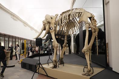 Torino, riapre il Museo Regionale di Scienze Naturali dopo 10 anni
