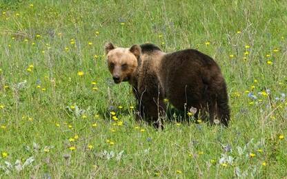 Trentino, via libera per l'utilizzo dello spray anti-orso: le regole
