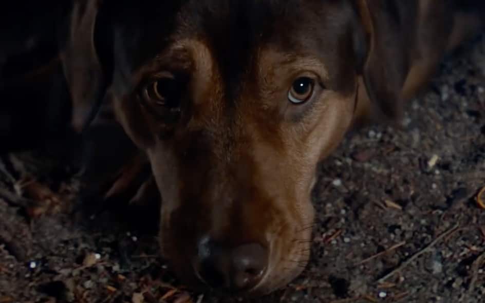 Un viaggio a quattro zampe trama, trailer, cast Un viaggio a quattro zampe trama, trailer, cast