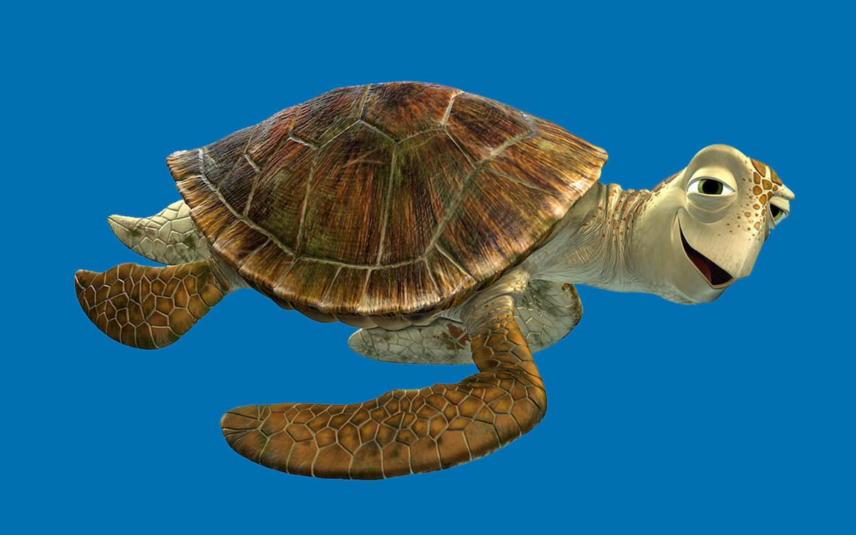 Come Si Chiama La Tartaruga Di Nemo