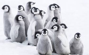 la-marcia-dei-pinguini-2-il-richiamo-