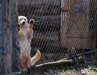 Scoperti cani da combattimento in un’abitazione nel Casertano