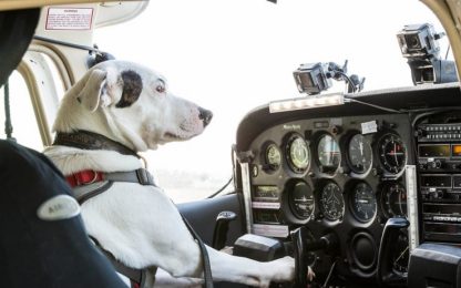 Cani Volanti: può un cane, pilotare un aereo?