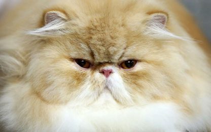 Giornata Internazionale del Gatto: una selezione di aforismi coi baffi