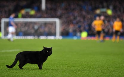 Gatto nero in campo! Everton, giornata sfigata
