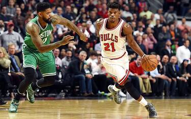 bulls