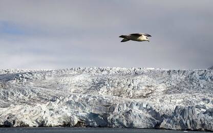 Piante dell’Artico, i cambiamenti climatici ne raddoppiano la crescita