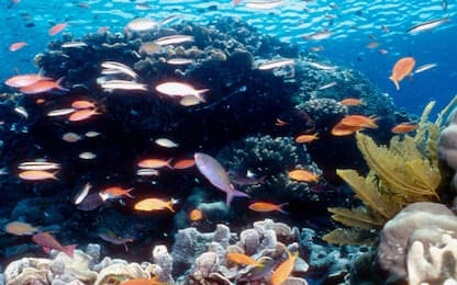 Barriere coralline ripopolate con i suoni di altoparlanti sottomarini