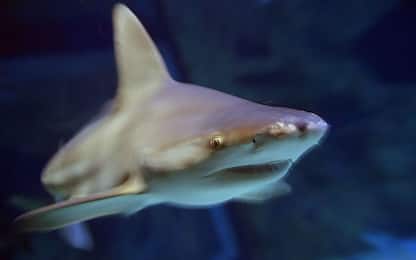 Milioni di squali a rischio per ami da pesca conficcati nel corpo