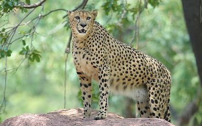 Svelata identità del "felino dell'Argentario": era un ghepardo gigante