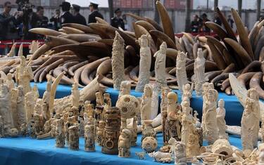 Uk: stretta su commercio avorio, banditi anche oggetti di antiquariato
