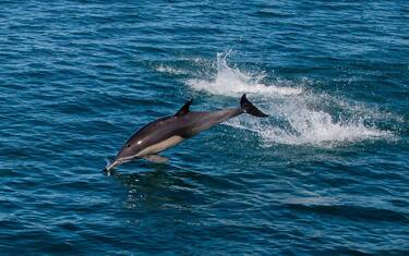 Messico, delfini reclutati per salvare le “vaquitas”