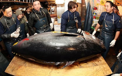 Giappone, tonno venduto all’asta per 600mila euro