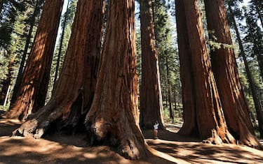 Getty_Images_Sequoia