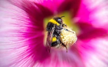 Greenpeace: insetticidi tossici per api e farfalle