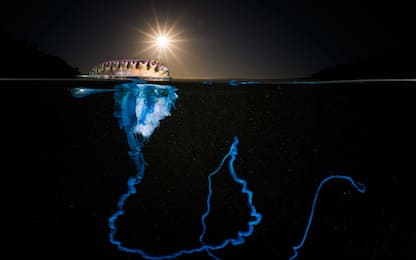 Ocean Art Underwater Photo Contest