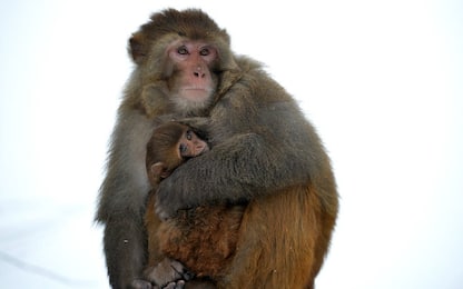 L'appello degli scienziati: salvare le scimmie dal rischio estinzione