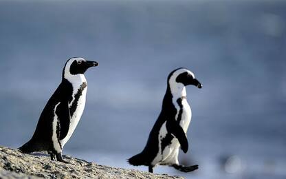 I cambiamenti climatici minacciano il pinguino africano