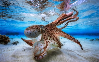 Underwater photographer of the year 2017