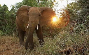 Elefanti_Gabon_GettyImages-103360964