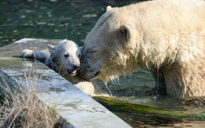 orsi polari allo zoo di Mulhouse. FOTO