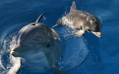 I delfini imparano a creare amicizie strategiche sin da giovani