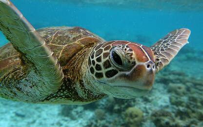 Migliaia di tartarughe marine minacciate da plastica e rifiuti
