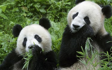 GettyImages-panda