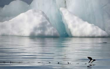 Uccelli, Artide non più sicuro a causa del cambiamento climatico