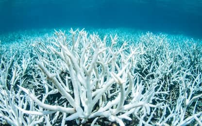 Metà della barriera corallina giapponese è sbiancata