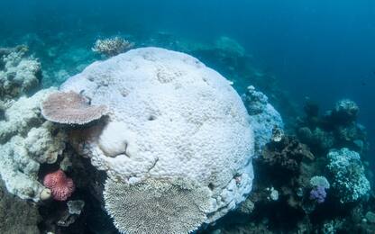 Australia, sbiancamento di massa: Grande barriera corallina a rischio 