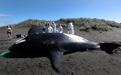 Nuova Zelanda, orca morta in spiaggia