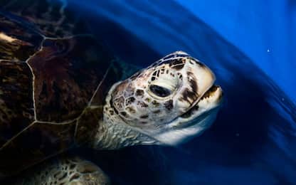 In Italia oltre un quinto delle specie marine è a rischio estinzione