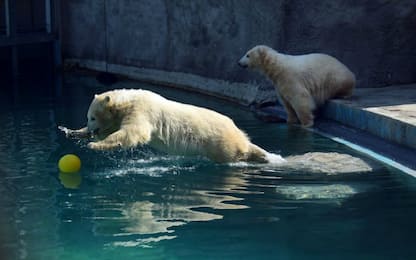 Orsi polari allo zoo di Budapest