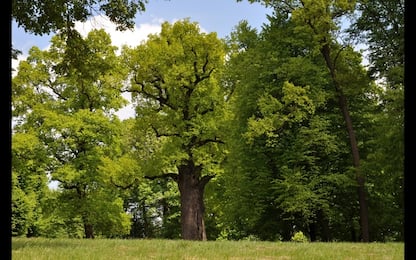 European Tree of the Year 2017