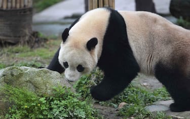 Lapresse_Panda_Bao_Bao_3