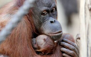 Getty_Images_Orango_tango_zoo_Lipsia_4