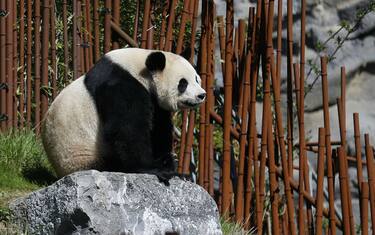 Panda allo zoo Pairi Daiza di Brugelette