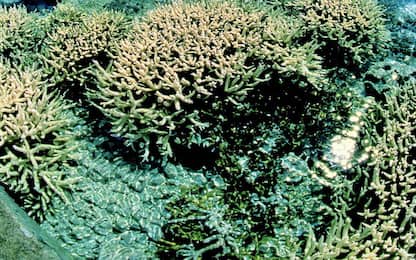 Barriera corallina, il riscaldamento globale ha l'effetto della guerra
