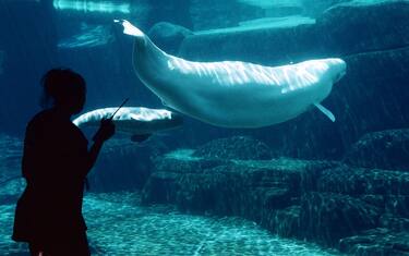 Acquario di Vancouver, al bando la vendita di bottiglie di plastica