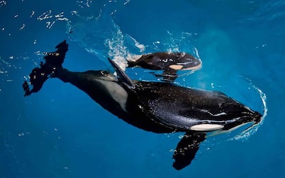 Al SeaWorld di San Antonio si festeggia l'arrivo della baby orca  