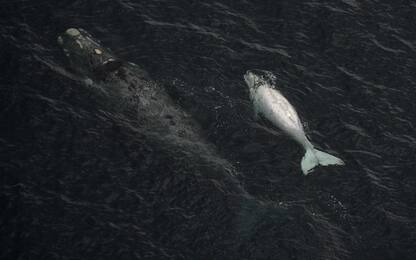 I piccoli di balena "sussurrano" alle madri per sfuggire ai predatori