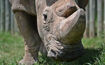 L’ultimo rinoceronte bianco al mondo su Tinder per non estinguersi