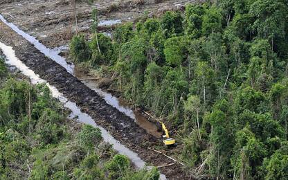 Greenpeace sospende campagna contro gigante malese dell'olio di palma