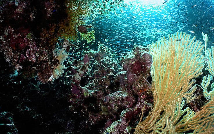 Allarme per i coralli nel Mediterraneo: il 13% è a rischio