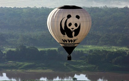 Wwf lancia “Sos Lupo”, la campagna per salvare la specie in Italia
