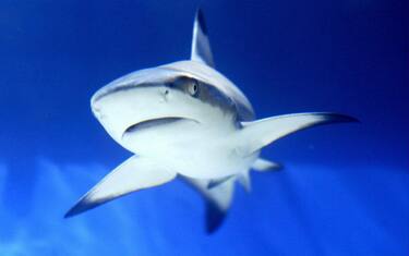Australia, gli squali proteggono le barriere coralline
