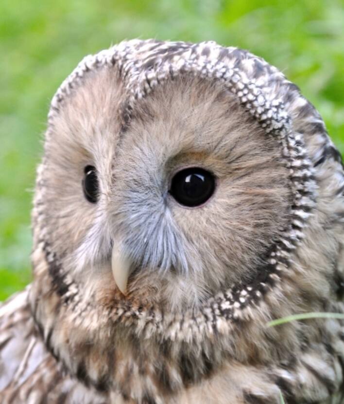 Il meraviglioso mondo dei gufi, al via il Festival | Sky TG24