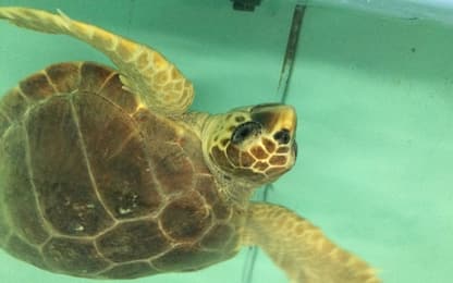 Grosseto, la tartaruga Olà torna a casa: libera e in mare. VIDEO
