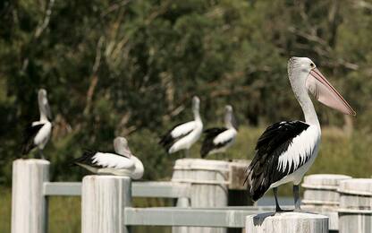 Australia, nel bacino Murray-Darling uccelli in calo del 70%